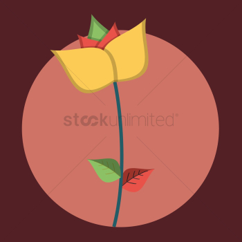 A single flower A single flower