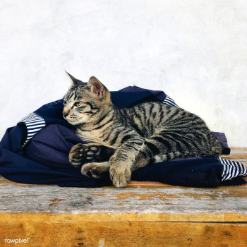 A Sleepy cat | Free stock photo - 68071