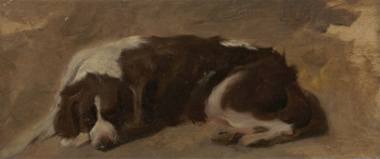 A Spaniel Lying Down | Free Photo - rawpixel A Spaniel Lying Down | Free Photo - rawpixel
