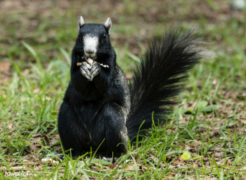 A squirrel at the Lowcountry Trail. Original .. | Free public domain photo - 422105