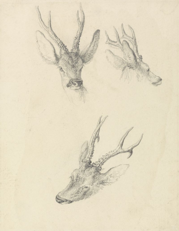 A Stag's Head: three studies | Free Photo - rawpixel A Stag's Head: three studies | Free Photo - rawpixel