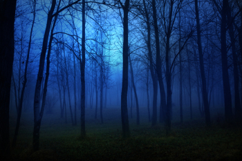 A surreal blue foggy forest. A surreal blue foggy forest.