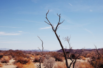 A Vast Desert Under a Clear Sky A Vast Desert Under a Clear Sky
