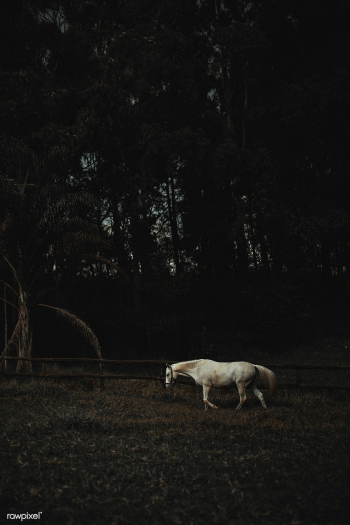 A white horse in a field at Chevals Horse Rid.. | Free stock photo - 437402 A white horse in a field at Chevals Horse Rid.. | Free stock photo - 437402