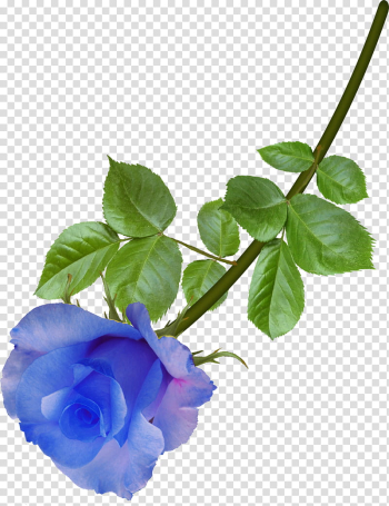 AA roses , blue rose flower transparent background PNG clipart