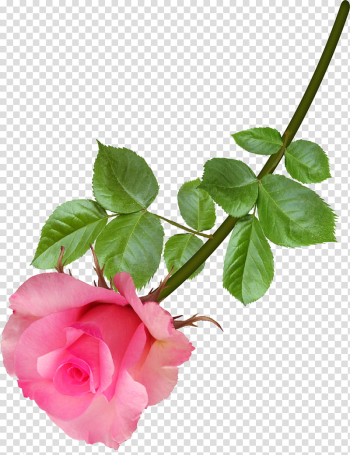 AA roses , pink flower D illustration transparent background PNG clipart