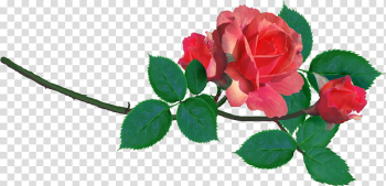 AA roses , pink rose flowers transparent background PNG clipart