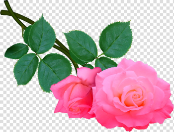 AA roses , pink rose transparent background PNG clipart