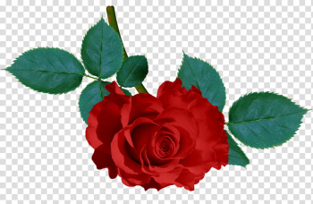 AA roses , red rose flower transparent background PNG clipart