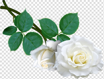 AA roses , white rose transparent background PNG clipart