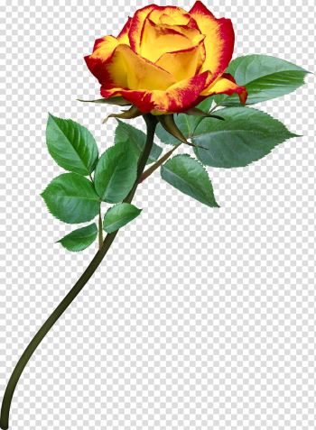 AA roses , yellow and red rose flower transparent background PNG clipart