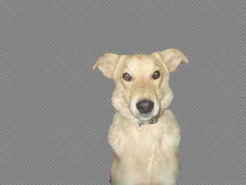 Abandoned Dog Transparent Image Abandoned Dog Transparent Image