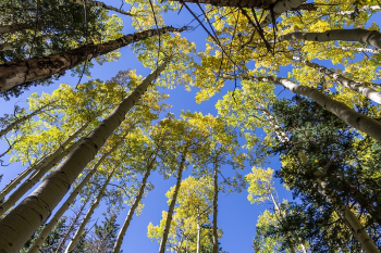 Abineau Trail No. 127Fall color | Free Photo - rawpixel