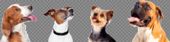 About Us | Pet Lodge Pet Resort About Us | Pet Lodge Pet Resort