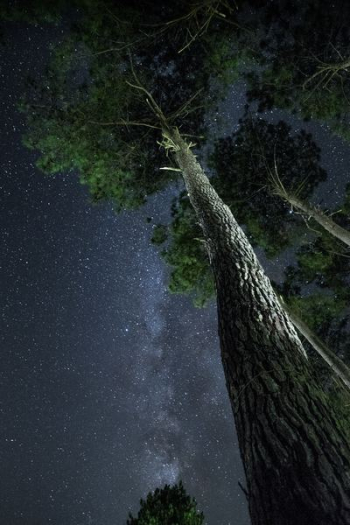 above photography of tall tree at night time