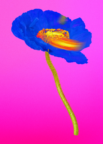 Abstract flower element, psychedelic blue… | Free stock illustration | High Resolution graphic