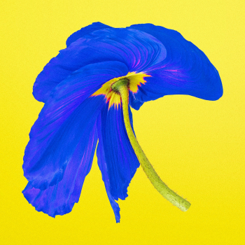 Abstract flower element, psychedelic blue… | Free stock illustration | High Resolution graphic