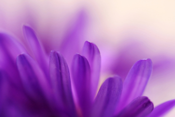 Abstract of blue petals of aster - depth of field