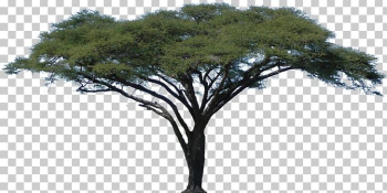 Acacia African Trees PNG, Clipart, Acacia, African, African Trees ...