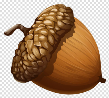 Acorn , Acorn , brown fruit drawing illustration transparent background PNG clipart