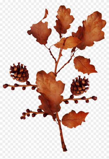 Acorn Autumn Clip Art - Acorn Autumn Clip Art Acorn Autumn Clip Art - Acorn Autumn Clip Art