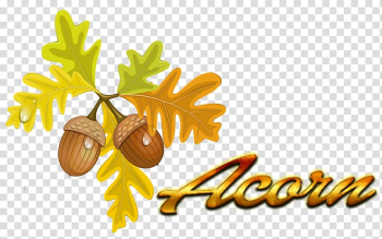 Acorn Autumn leaf color Quercus cerris , acorn transparent background PNG clipart Acorn Autumn leaf color Quercus cerris , acorn transparent background PNG clipart