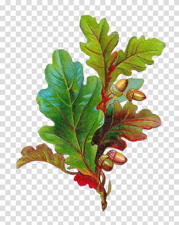 Acorn Autumn leaf color White oak , acorn transparent background PNG clipart Acorn Autumn leaf color White oak , acorn transparent background PNG clipart