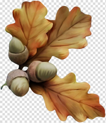 Acorn Drawing , acorn transparent background PNG clipart Acorn Drawing , acorn transparent background PNG clipart