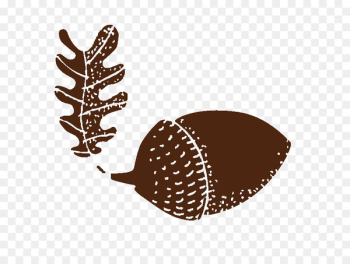 Acorn Drawing Bellota-bellota Mismomundi Book - acorn Acorn Drawing Bellota-bellota Mismomundi Book - acorn