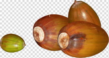 Acorn Oak Autumn Food , acorn transparent background PNG clipart Acorn Oak Autumn Food , acorn transparent background PNG clipart