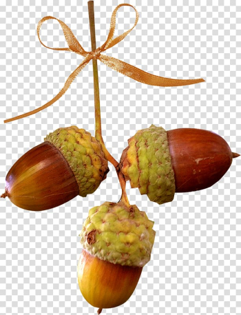 Acorn Oak Chestnut Autumn, acorn transparent background PNG clipart Acorn Oak Chestnut Autumn, acorn transparent background PNG clipart
