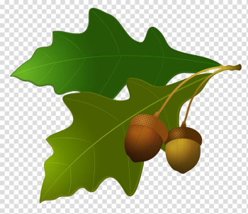 Acorn Oak Leaf , Acorn transparent background PNG clipart Acorn Oak Leaf , Acorn transparent background PNG clipart