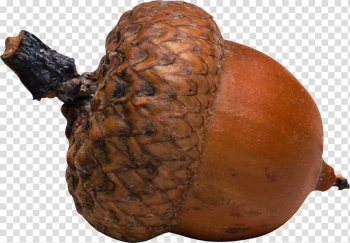 Acorn Oak Nut Seed, acorn transparent background PNG clipart Acorn Oak Nut Seed, acorn transparent background PNG clipart