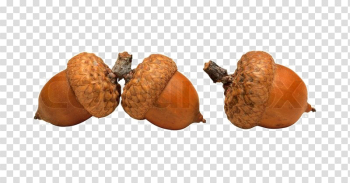 Acorn PNG High-Quality Image Acorn PNG High-Quality Image