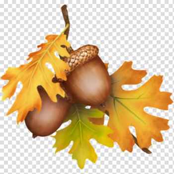 Acorn Thanksgiving Tree , wounded heart transparent background PNG clipart Acorn Thanksgiving Tree , wounded heart transparent background PNG clipart