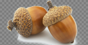 Acorn Transparent Images Acorn Transparent Images