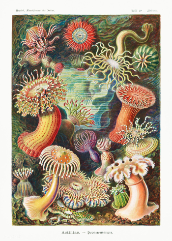 Actiniae&ndash;Seeanemonen from Kunstformen der Natur (1904) by Ernst .. | Free public domain illustration - 2266606