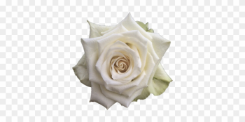 Adalonia R Gr Single Head Rose - Single White Rose Png Adalonia R Gr Single Head Rose - Single White Rose Png