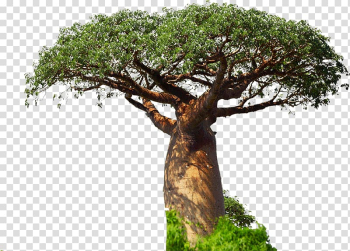 Adansonia digitata Fruit tree Fruit tree Drumstick tree, tree transparent background PNG clipart