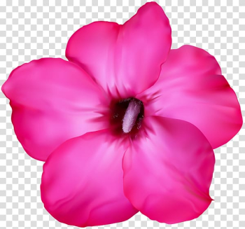 Adenium obesum Desert rose Desert rose Drawing, rose transparent background PNG clipart