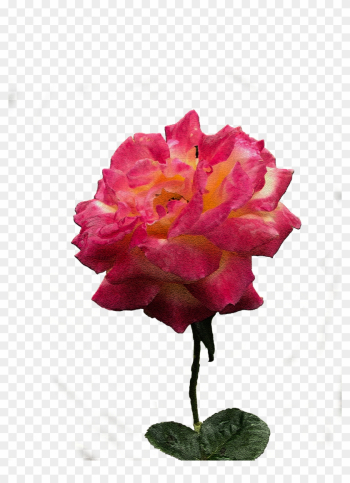 Adobe Illustrator Adobe Photoshop Adobe After Effects - Desert Rose Adobe Illustrator Adobe Photoshop Adobe After Effects - Desert Rose