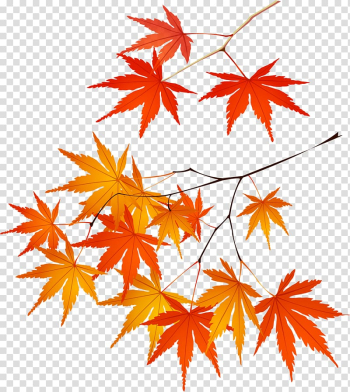 Adobe Illustrator Maple leaf Euclidean , Maple Leaf transparent background PNG clipart