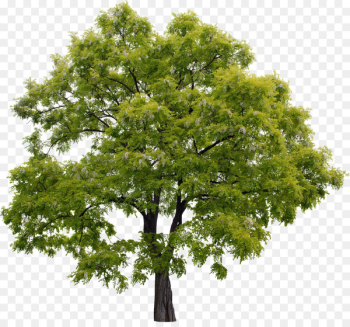 Adobe Photoshop Elements Adobe Systems Rendering - tree Adobe Photoshop Elements Adobe Systems Rendering - tree
