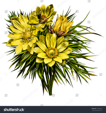 Adonis Flower Branch Sprout Petals Bright Stock Vector (Royalty ...