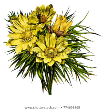 Adonis Flower Branch Sprout Petals Bright Stock Vector (Royalty ...