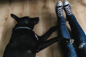 Adorable black dog Adorable black dog