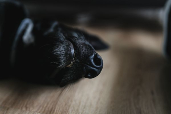 Adorable black dog Adorable black dog