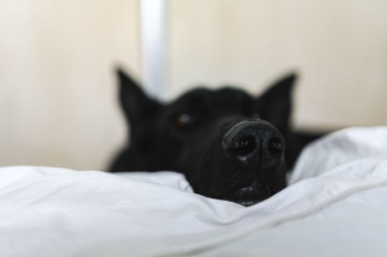 Adorable black dog Adorable black dog