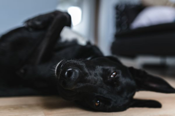 Adorable black dog Adorable black dog