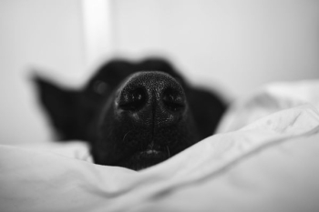Adorable black dog Adorable black dog